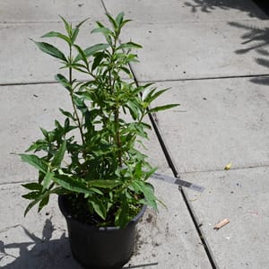 Buddleja davidii 'Pink Delight'_2022_Keř_20/40_15.červen