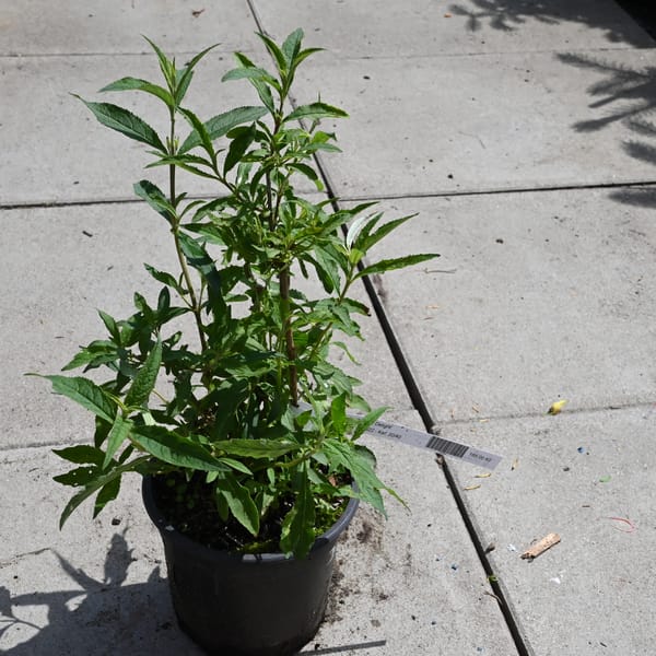 Buddleja davidii 'Pink Delight'_2022_Keř_20/40_15.červen