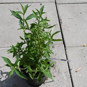 Buddleja davidii 'Pink Delight'_2022_Keř_20/40_15.červen