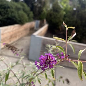 Buddleja davidii 'Pink Delight'_2022_Keř_20/40_6.září