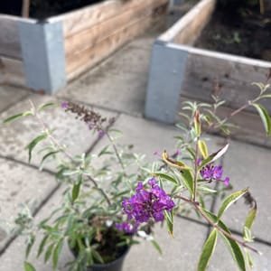 Buddleja davidii 'Pink Delight'_2022_Keř_20/40_6.září