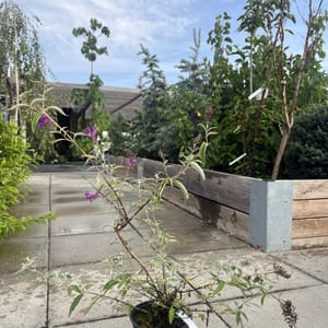 Buddleja davidii 'Pink Delight'_2022_Keř_20/40_6.září