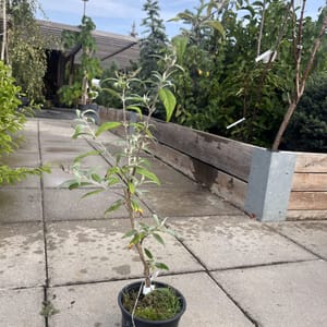 Buddleja davidii 'Pink Delight'_2024_Keř_40/60_6.září