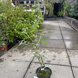 Buddleja davidii 'Pink Delight'_2024_Keř_40/60_6.září