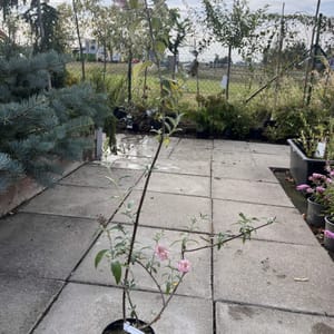 Buddleja davidii 'Pink Panther'_2024_Keř_20/40_6.září