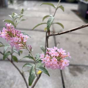 Buddleja davidii 'Pink Panther'_2024_Keř_20/40_6.září
