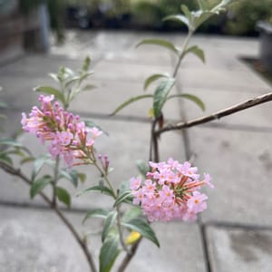 Buddleja davidii 'Pink Panther'_2024_Keř_20/40_6.září