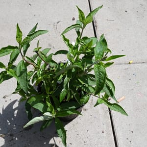 Buddleja davidii 'Tutti Fruitti'_2022_Keř_10/20_15.červen