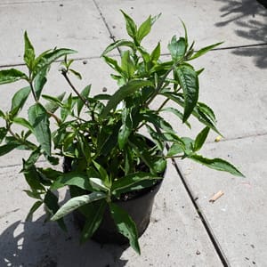 Buddleja davidii 'Tutti Fruitti'_2022_Keř_10/20_15.červen