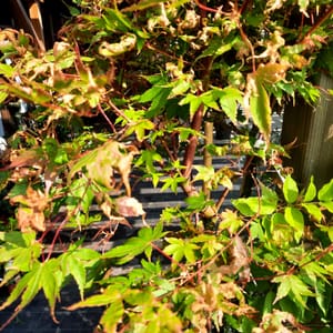 acer-00007108-červen