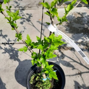 hibiscus-00005770-červen
