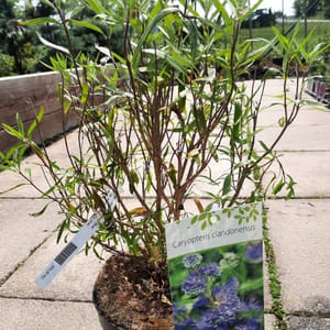 caryopteris-00007370-červen