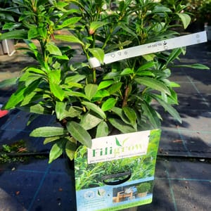 prunus-00007216-červen