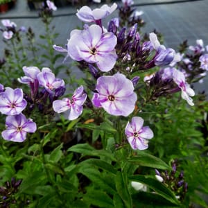 phlox-00006795-červenec