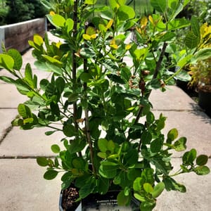 cotinus-00007074-červen