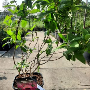 hydrangea-00007636-červen