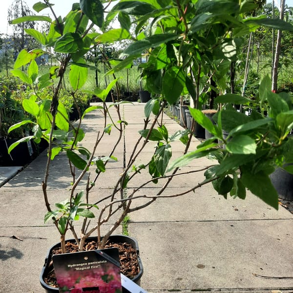 hydrangea-00007636-červen