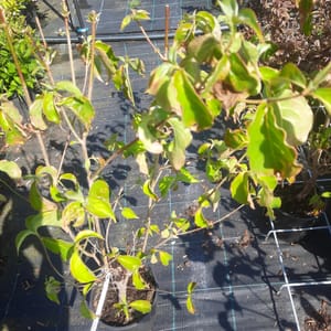 cornus-00007503-červen