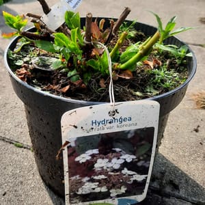 hydrangea-00005684-červen