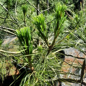 pinus-00005644-červen