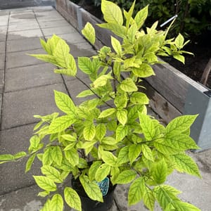 Calycanthus fertilis_2022_Keř_60/80_6.září