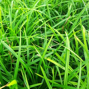 Carex morrowii 'Irish Green'_2025__K12_16.červenec