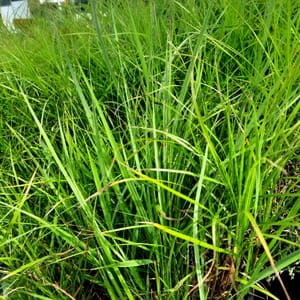 Carex muskingumensis_2025__3l_16.červenec