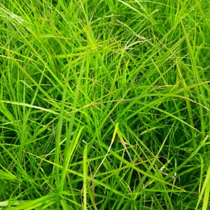 Carex muskingumensis_2025__3l_16.červenec