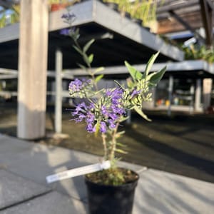 Caryopteris clandonensis 'Heavenly Blue'_2024_Keř_20/40_6.září