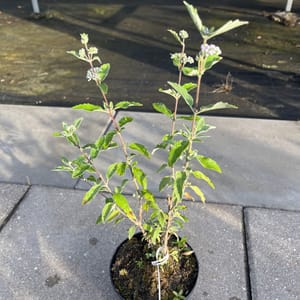 Caryopteris clandonensis 'Kew Blue'_2024_Keř_20/40_6.září