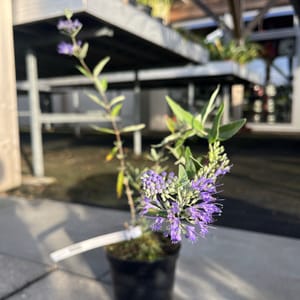 Caryopteris clandonensis 'Kew Blue'_2024_Keř_20/40_6.září