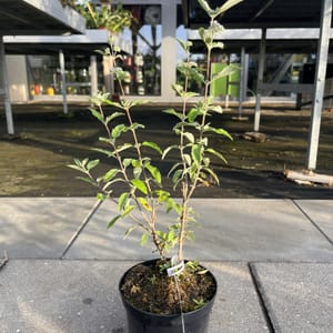 Caryopteris clandonensis 'Kew Blue'_2024_Keř_20/40_6.září