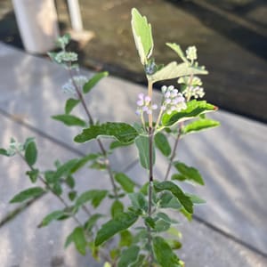 Caryopteris clandonensis 'Kew Blue'_2024_Keř_20/40_6.září