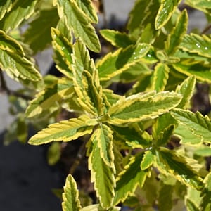 Caryopteris clandonensis 'Summer Sorbet'_2023_Keř_20/40_15.červen