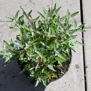 Caryopteris clandonensis 'Summer Sorbet'_2023_Keř_20/40_15.červen