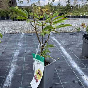 Castanea sativa_2024_Špičák_20/40_10.září