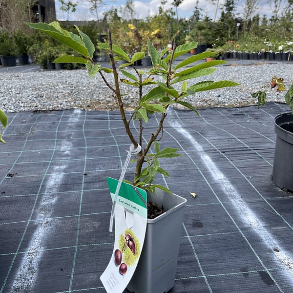 Castanea sativa_2024_Špičák_20/40_10.září