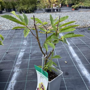 Castanea sativa_2024_Špičák_20/40_10.září