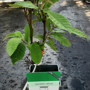 Castanea sativa_2025_Keř_20/40_3.červenec