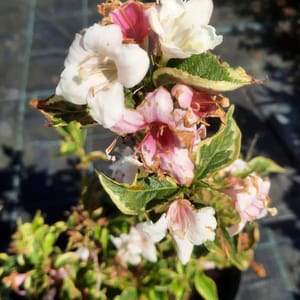 weigela-00006204-červen