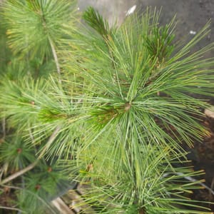 pinus-00005628-červen