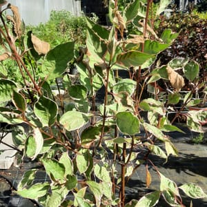 cornus-00007424-červen