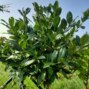 prunus-00006280-červen