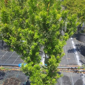 taxus-00003019-červen