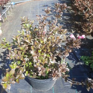 weigela-00006206-červen