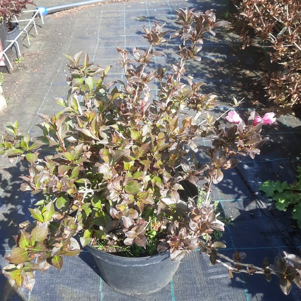 weigela-00006206-červen