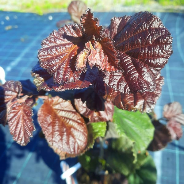 corylus-00007132-červen