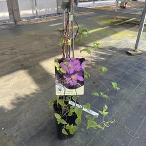 Clematis 'Comtesse de Bouchaud'_2024_Keř_20/40_6.září