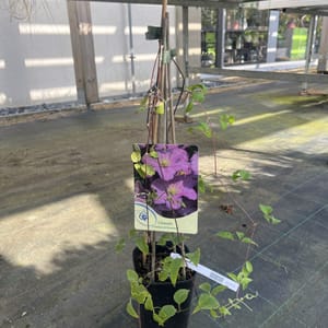 Clematis 'Comtesse de Bouchaud'_2024_Keř_20/40_6.září