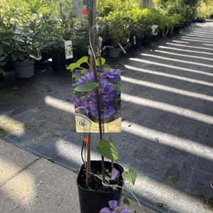 Clematis 'Krolowa Bona'_2024_Keř_20/40_6.září